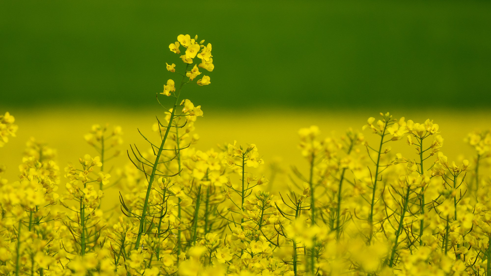 mustard-field-oil